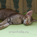 Инди 3,5 месяца