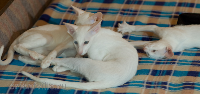 Hancock 3,5 месяца