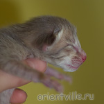 Orientville's Isadora 1 день