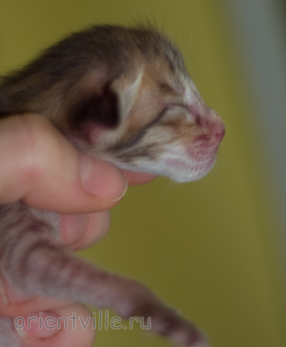 ориентальный котенок