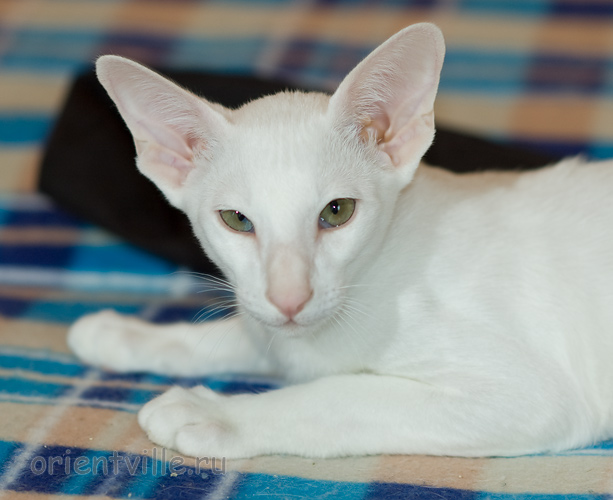 Hancock 3,5 месяца