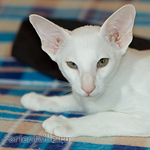 Hancock 3,5 месяца