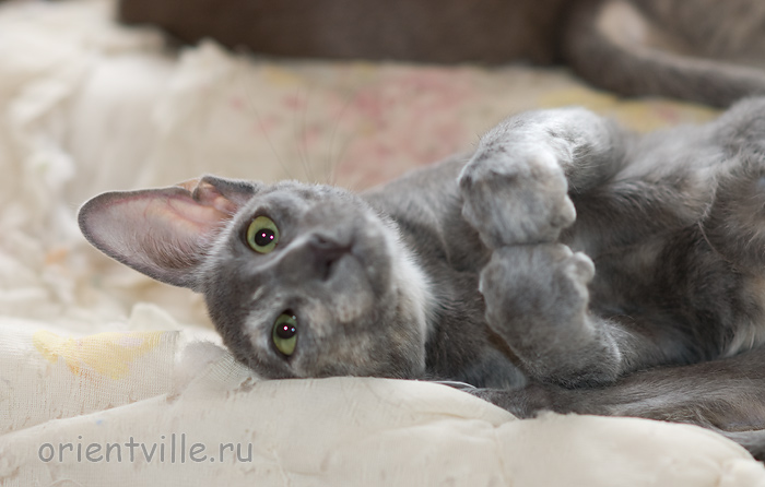 Helen 3,5 месяца