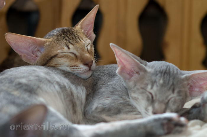 Пуговка, 3,5 месяца