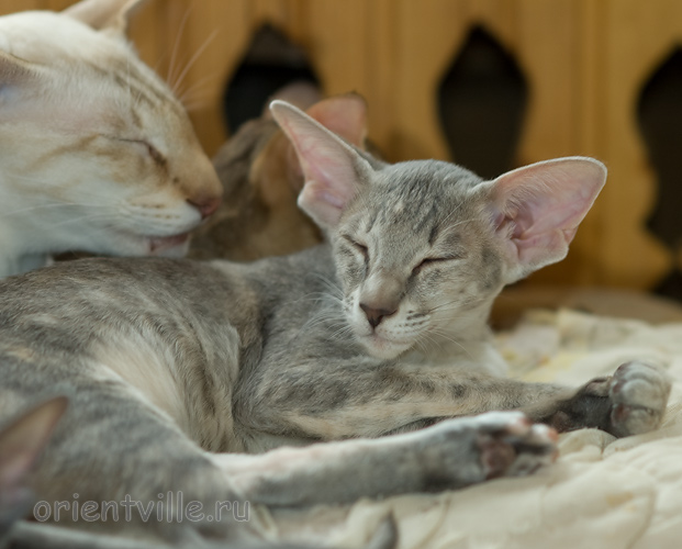 Бабочка 3,5 месяца