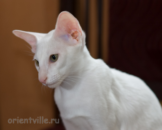 Hancock 3,5 месяца