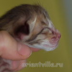 Orientville's Indiana Jones 1 день