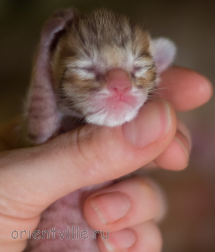 Orientville's Indiana Jones 1 день