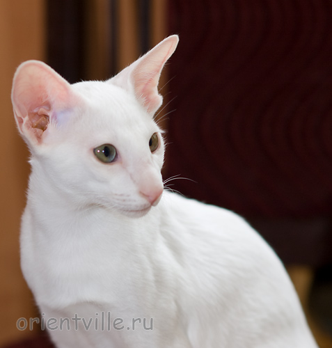 Hancock 3,5 месяца