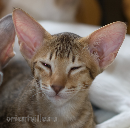 Пуговка, 3,5 месяца