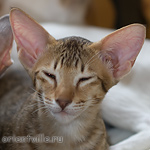 Пуговка, 3,5 месяца