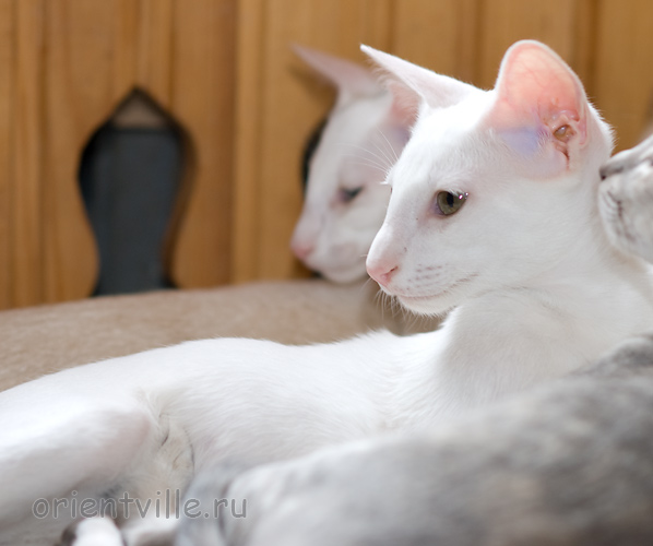 Hancock 3,5 месяца