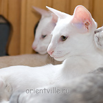 Hancock 3,5 месяца