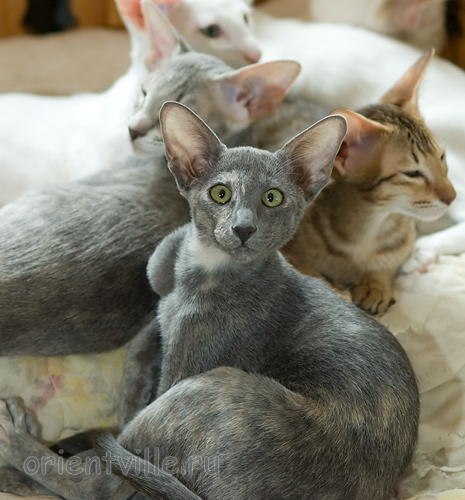 Helen 3,5 месяца