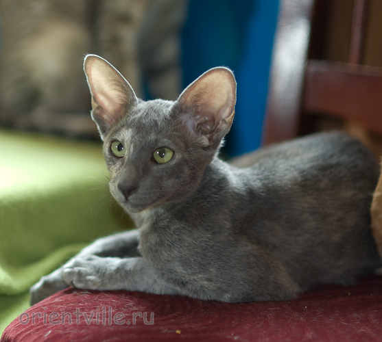 Helen 3,5 месяца