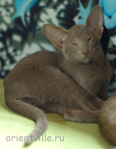 Лис 3,5 месяца