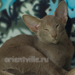 Лис 3,5 месяца