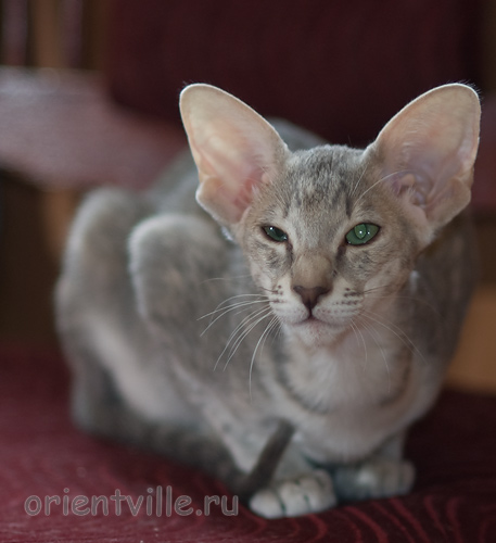 Бабочка 3,5 месяца