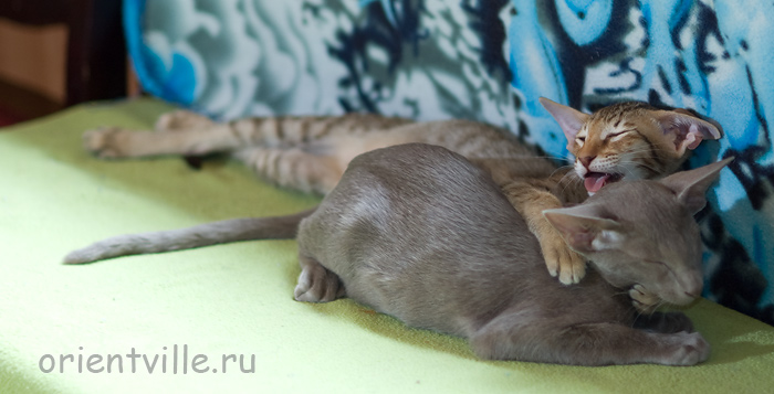 Инди 3,5 месяца