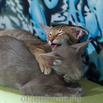 Лис 3,5 месяца