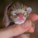 Orientville's Indiana Jones 1 день