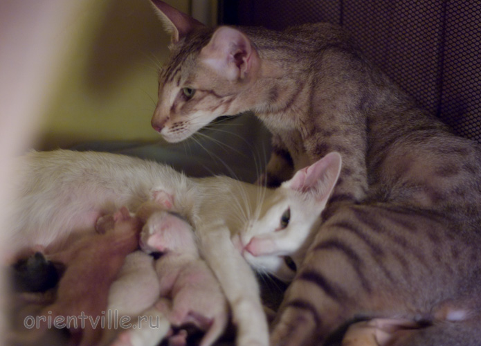 Кошки с котятами