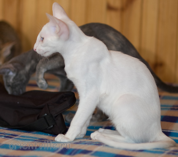 Hitch 3,5 месяца