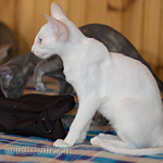 Hitch 3,5 месяца