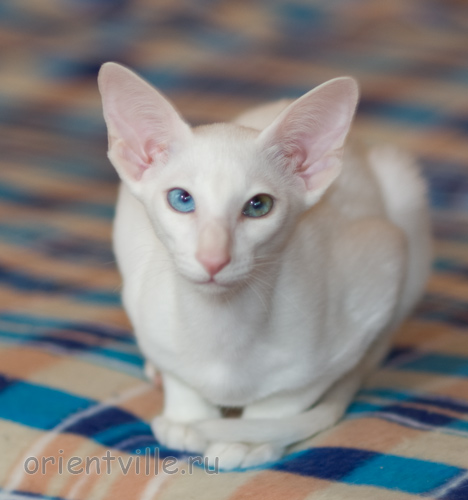 Hitch 3,5 месяца