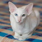 Hitch 3,5 месяца