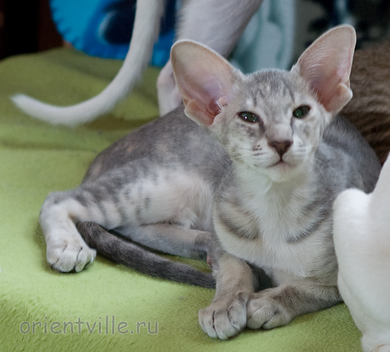 Бабочка 3,5 месяца