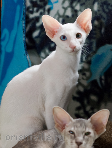 Hitch 3,5 месяца