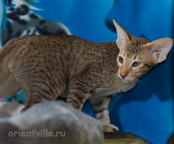 Пуговка, 3,5 месяца