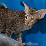 Пуговка, 3,5 месяца