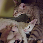 Кошки с котятами