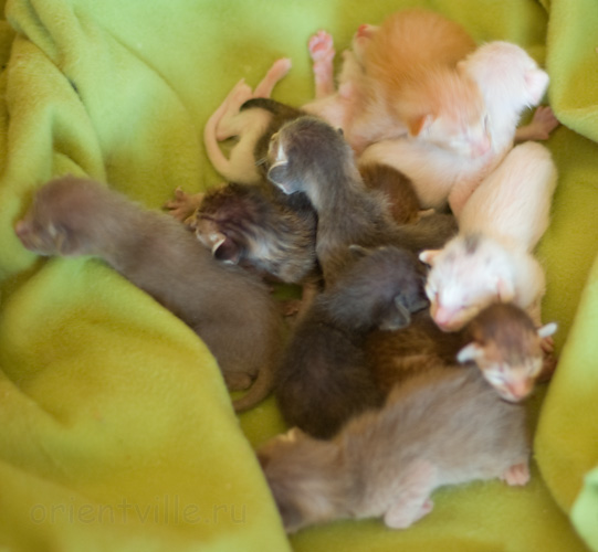 ориентальные котята