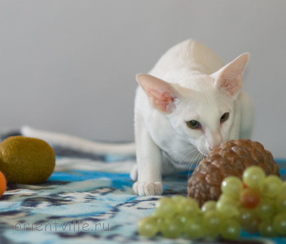 Hancock 3,5 месяца