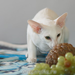 Hancock 3,5 месяца