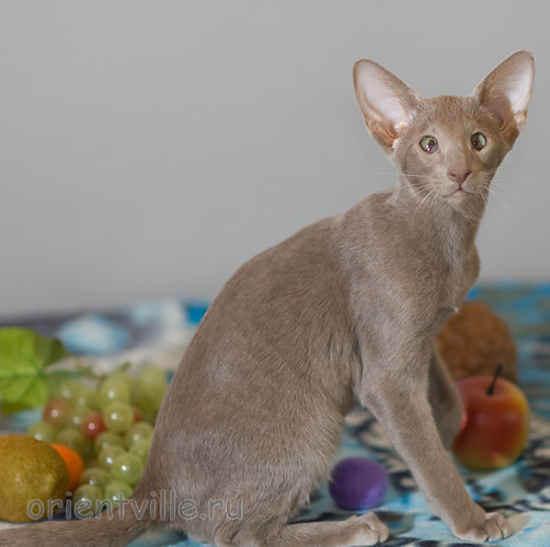 Лис 3,5 месяца