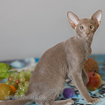 Лис 3,5 месяца