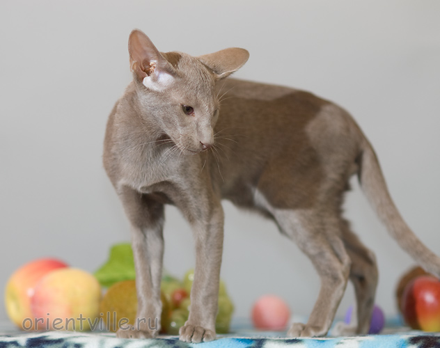 Лис 3,5 месяца