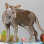 Лис 3,5 месяца