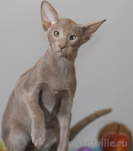 Лис 3,5 месяца