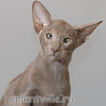 Лис 3,5 месяца