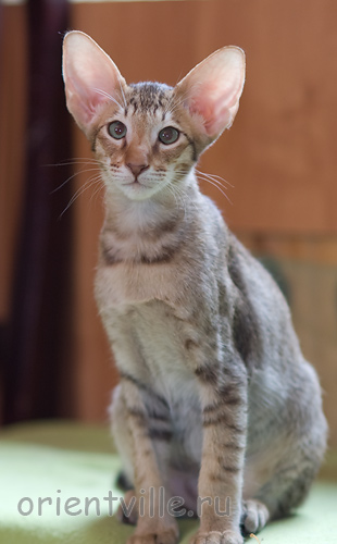 Инди 3,5 месяца