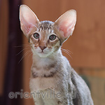 Инди 3,5 месяца