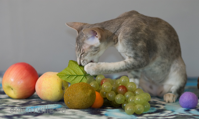 Бабочка 3,5 месяца