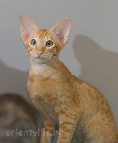 Хитюша, 3,5 месяца