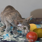 Helen 3,5 месяца