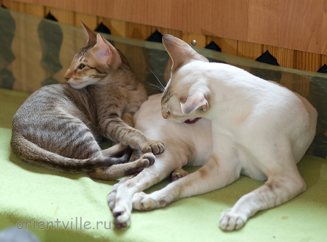 Инди 3,5 месяца